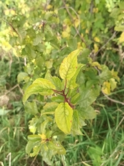 Prunus spinosa