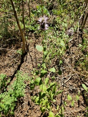 Agastache urticifolia