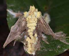 Akanthomyces tuberculatus