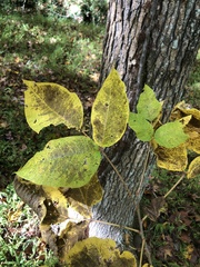 Fraxinus biltmoreana