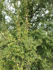 Prunus spinosa