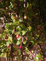 Bursera rupicola