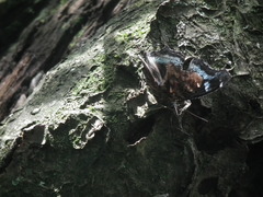 Kaniska canace