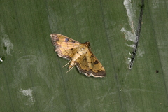 Ategumia ebulealis