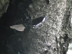 Satyrinae