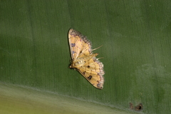 Ategumia ebulealis
