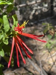 Tristerix corymbosus