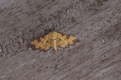 Ategumia ebulealis