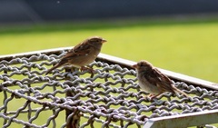 Passer domesticus