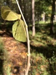 Fraxinus biltmoreana
