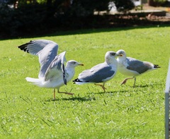 Larus