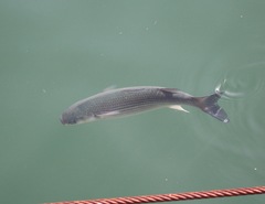 Chelon labrosus