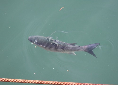 Thicklip Grey Mullet
