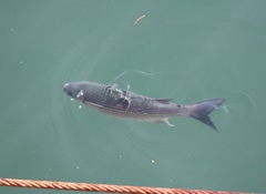 Chelon labrosus