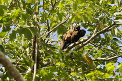 Sapajus robustus