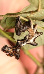 Harrisimemna trisignata