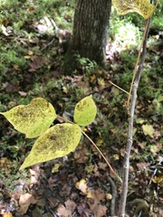 Fraxinus biltmoreana