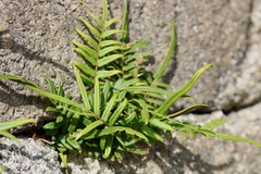 Pteris vittata