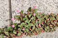 Persicaria capitata