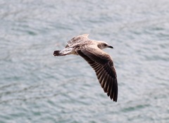 Larus
