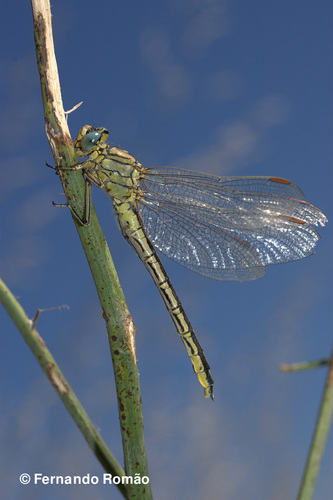 Western Clubtail, photo 6 of 7