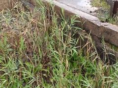 Phragmites australis australis