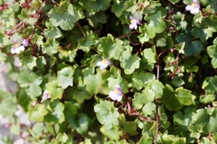 Cymbalaria muralis