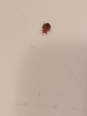 Cimex lectularius