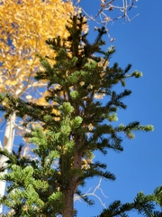 Abies lasiocarpa