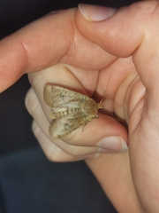 Conistra erythrocephala