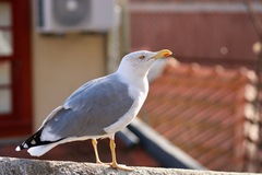 Larus michahellis