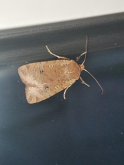 Conistra erythrocephala