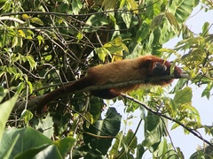 Alouatta macconnelli