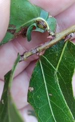 Macrodiplosis qoruca