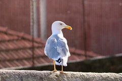 Larus michahellis