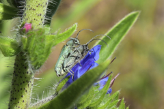 Phytoecia caerulescens