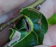 Macrodiplosis qoruca