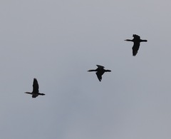 Phalacrocorax carbo