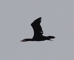 Phalacrocorax carbo
