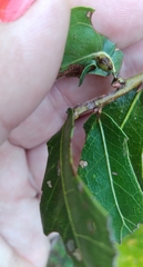 Macrodiplosis qoruca