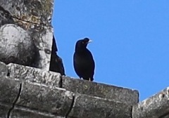 Acridotheres cristatellus