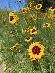 Coreopsis