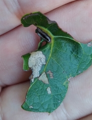 Macrodiplosis qoruca