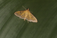 Ategumia matutinalis