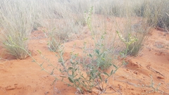 Heliotropium ciliatum