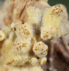 Akanthomyces tuberculatus
