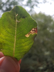 Stigmella salicis