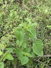 Mesosphaerum suaveolens