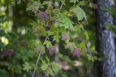 Acer floridanum