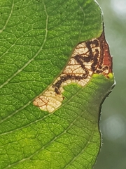 Stigmella salicis
